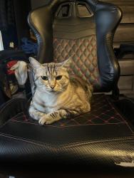 Lost Male Cat last seen street, Chamblee, GA 30341