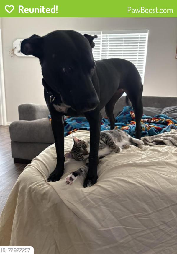 Reunited Female Dog last seen N/A, Crowley, TX 76036