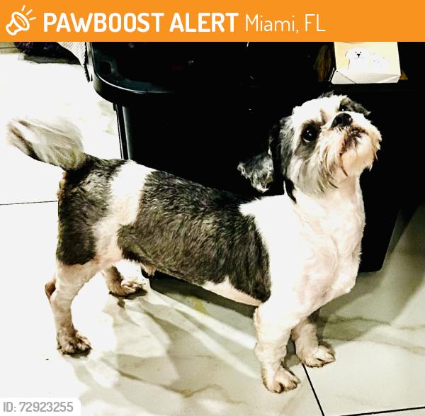 Found/Stray Male Dog last seen By Caribbean Elementary & the street adjacent to the school , Miami, FL 33177