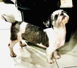 Found/Stray Male Dog last seen By Caribbean Elementary & the street adjacent to the school , Miami, FL 33177