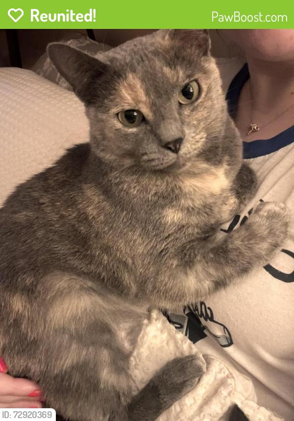 Reunited Female Cat last seen Buena Vista St, Pittsburgh, PA 15212