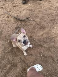 Found/Stray Female Dog last seen Near watermark pl, Columbia, SC 29210