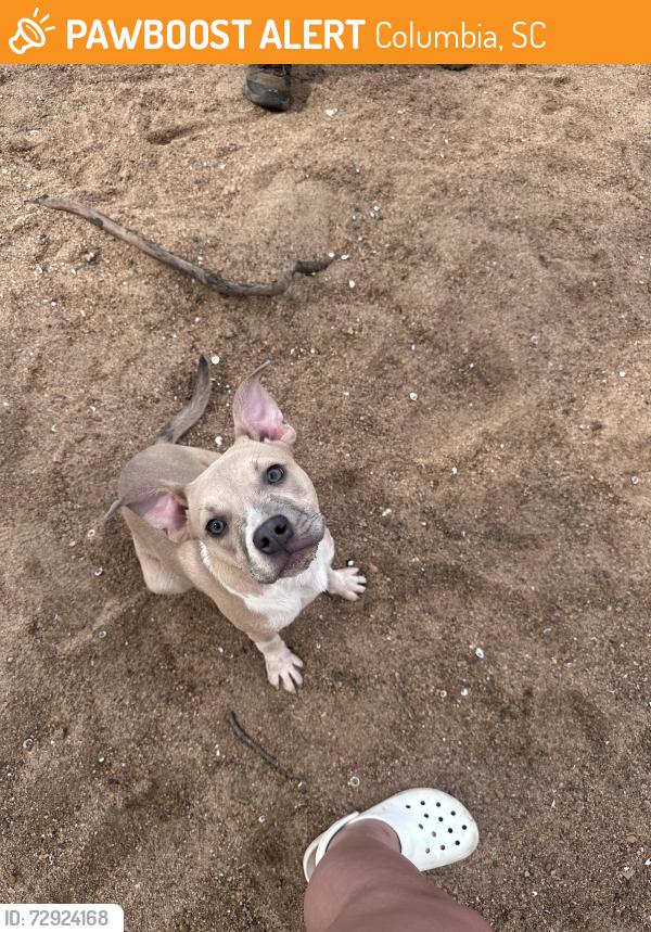 Found/Stray Female Dog last seen Near watermark pl, Columbia, SC 29210