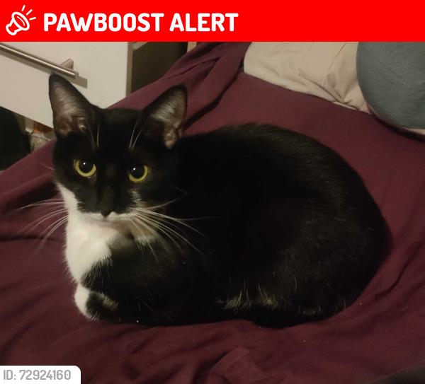 Lost Female Cat last seen Old Picture hse, Norton, Norton, England TS20 2JD