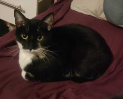 Lost Female Cat last seen Old Picture hse, Norton, Norton, England TS20 2JD