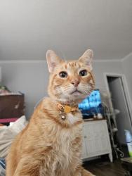 Reunited Male Cat last seen Riverside Crossing MHP, Montrose, MI 48457