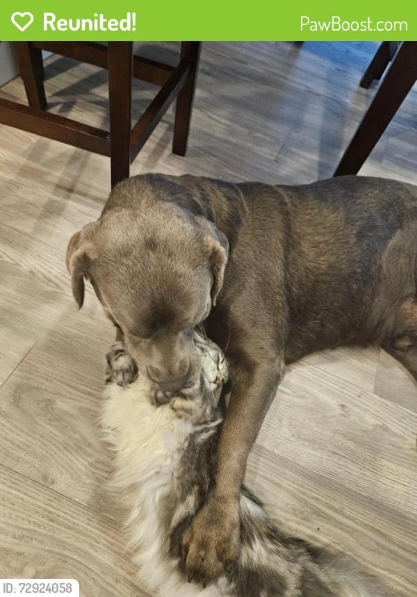 Reunited Male Dog last seen Near Lake Charles Dr N, Kenneth City, FL 33709