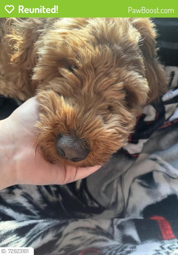 Reunited Male Dog last seen More selected area near MIT in payson utah, Payson, UT 84651
