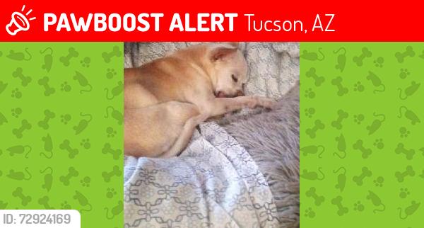 Lost Female Dog last seen Gulf Links Rd., Tucson, AZ 85710