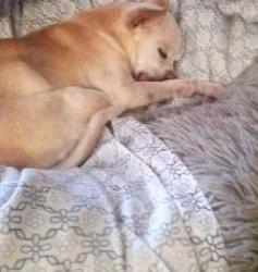Lost Female Dog last seen Gulf Links Rd., Tucson, AZ 85710