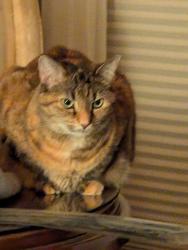 Reunited Female Cat last seen Near Lake Agnes Dr Polk City FL, Polk City, FL 33868