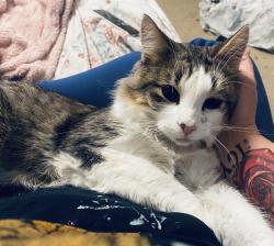 Lost Male Cat last seen Waterton, Whitehouse, TX 75791