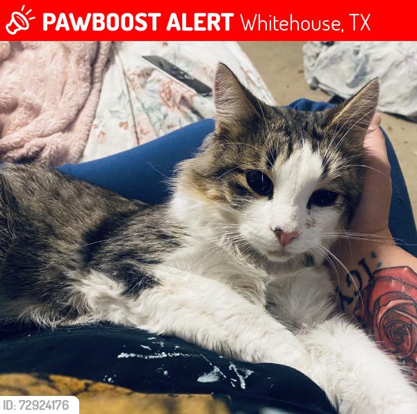 Lost Male Cat last seen Waterton, Whitehouse, TX 75791
