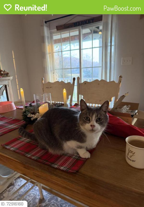Reunited Male Cat last seen Lanes bluff , Clinton, TN 37716