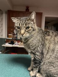 Lost Female Cat last seen Althea Lane and Alderwood Lane, Bowie, MD 20716
