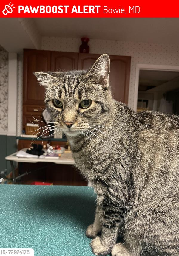 Lost Female Cat last seen Althea Lane and Alderwood Lane, Bowie, MD 20716