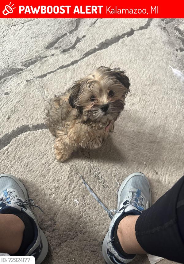 Lost Female Dog last seen Near enclave way, Kalamazoo, MI 49006