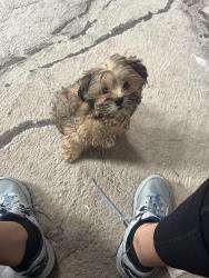 Lost Female Dog last seen Near enclave way, Kalamazoo, MI 49006