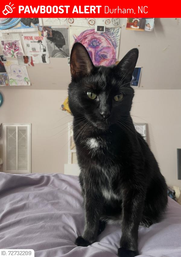 Lost Female Cat last seen Wooded areas at Pekoe and Otis, Durham, NC 27707