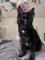 Lost Female Cat last seen Wooded areas at Pekoe and Otis, Durham, NC 27707