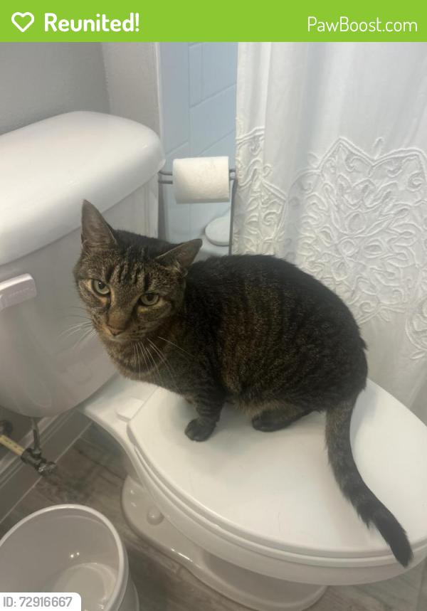 Reunited Female Cat last seen Addison drive, Viera West, FL 32940
