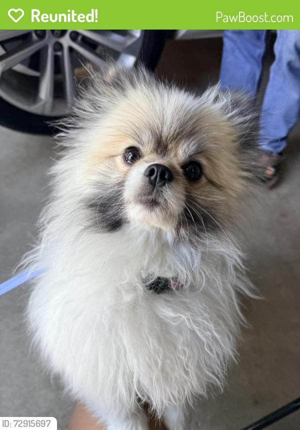 Reunited Male Dog last seen Levi ct, Temecula, CA 92592