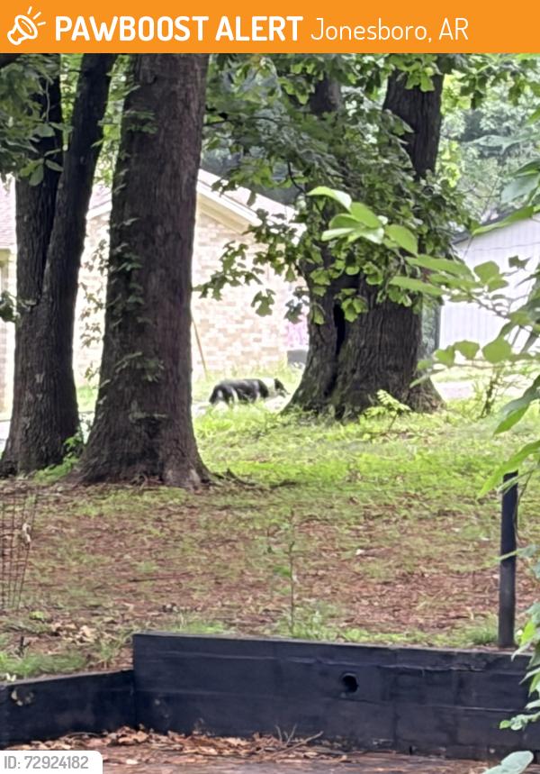 Found/Stray Unknown Dog last seen Airport Road, Jonesboro, AR 72401