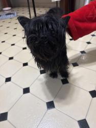 Found/Stray Female Dog last seen Waterford, Florissant, MO 63033