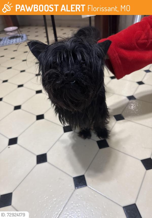 Found/Stray Female Dog last seen Waterford, Florissant, MO 63033