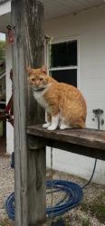 Reunited Female Cat last seen Red’s Corner, Southern Pines, NC 28387