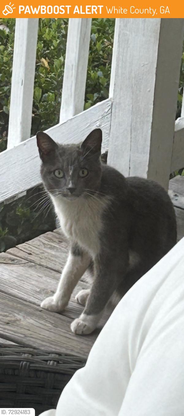 Found/Stray Unknown Cat last seen Leatherford road, White County, GA 30528