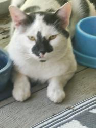 Found/Stray Male Cat last seen Main and 43rd st, Kansas City, MO 64116