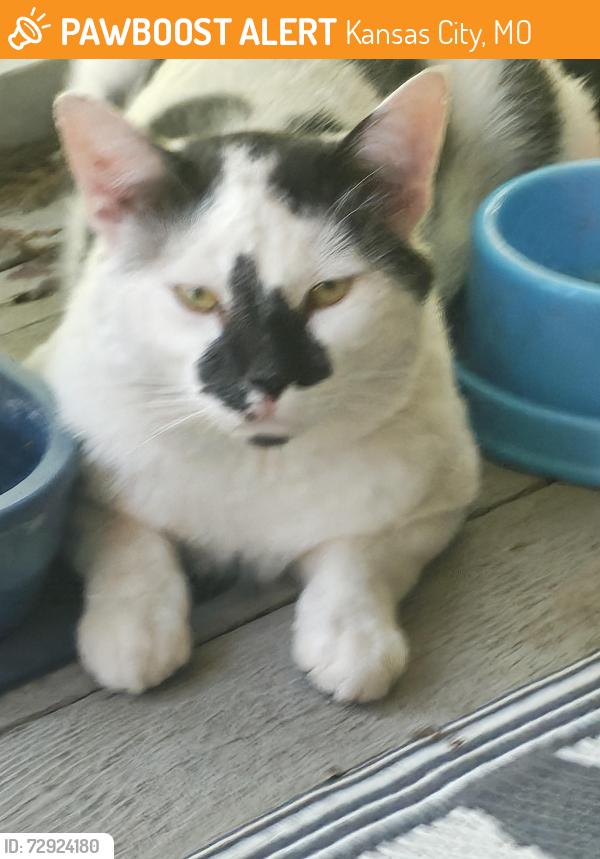 Found/Stray Male Cat last seen Main and 43rd st, Kansas City, MO 64116