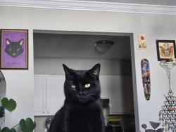 Reunited Male Cat last seen Carriage Hill apmts, Clinton, TN 37716