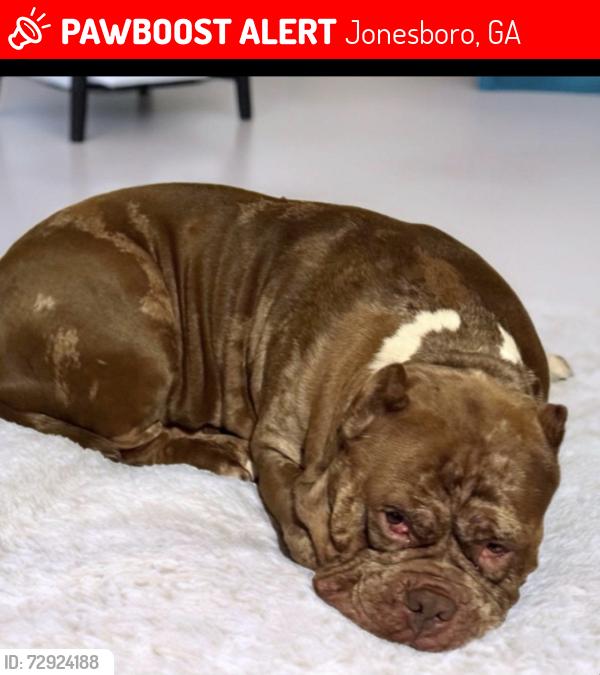 Lost Male Dog last seen Downtown jonesboro, Jonesboro, GA 30236