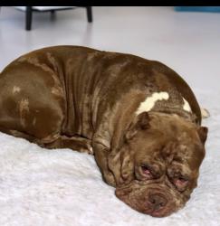 Lost Male Dog last seen Downtown jonesboro, Jonesboro, GA 30236