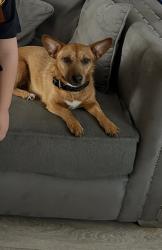 Lost Female Dog last seen Priory Road , Anfield, England L4 2SU