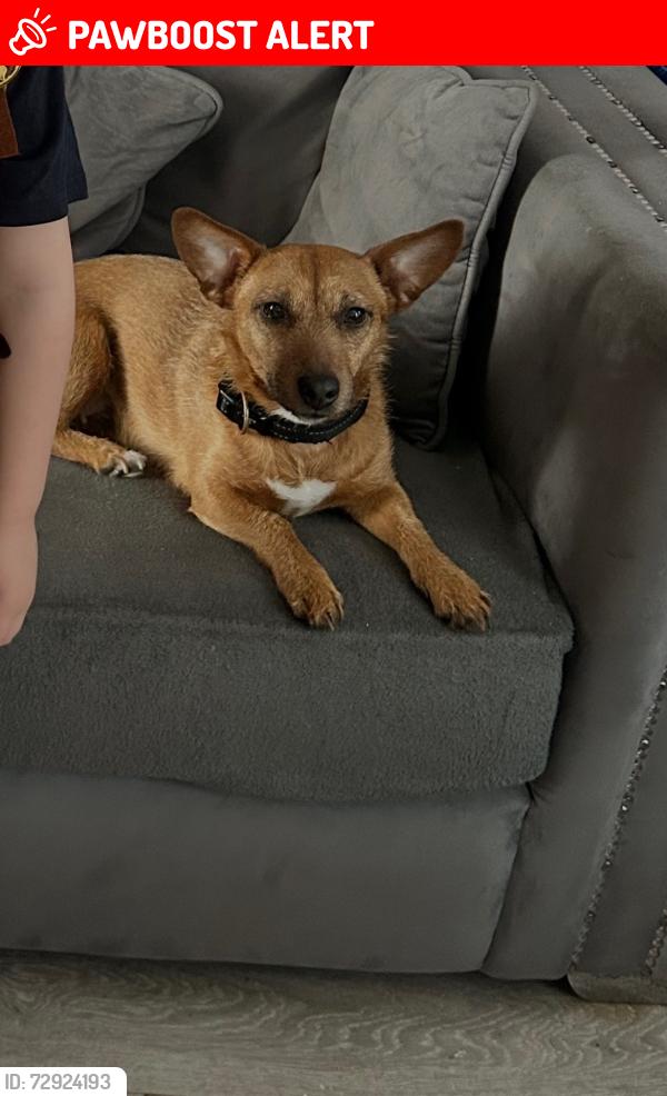 Lost Female Dog last seen Priory Road , Anfield, England L4 2SU