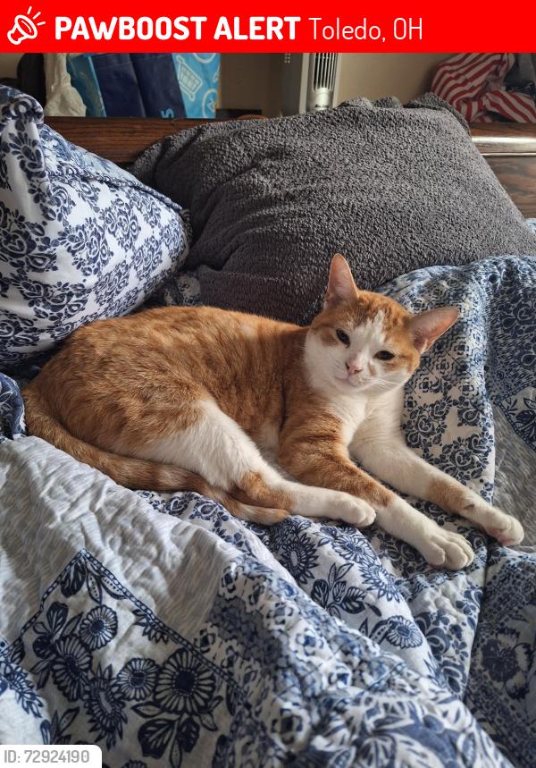 Lost Male Cat last seen E NORTHGATE AND WILLAMONT, Toledo, OH 43612