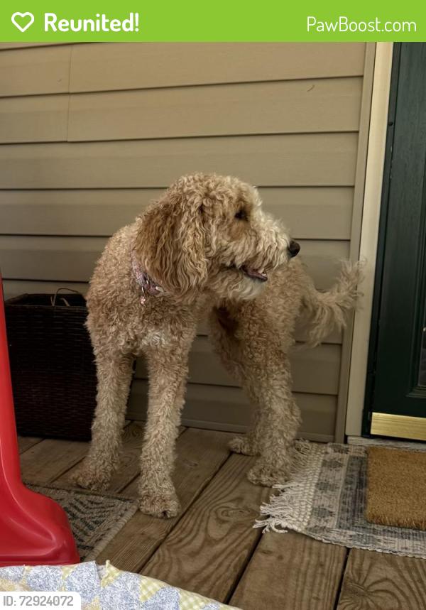 Reunited Female Dog last seen Intersection of rankin mill rd and Huffine mill rd, McLeansville, NC 27301