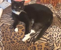 Lost Male Cat last seen Mercyhurst University , Erie, PA 16504