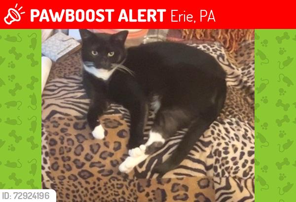 Lost Male Cat last seen Mercyhurst University , Erie, PA 16504