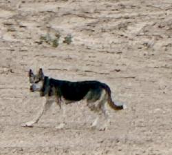 Reunited Unknown Dog last seen wellspring, Albuquerque, NM 87114
