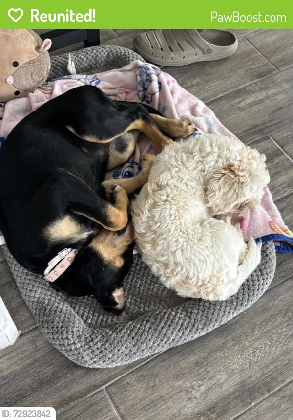 Reunited Male Dog last seen trosper and 5 mile , Alton, TX 78573