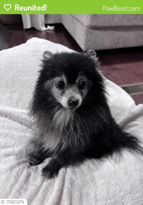 Reunited Male Dog last seen Western Harnett High School, Lillington, NC 27546