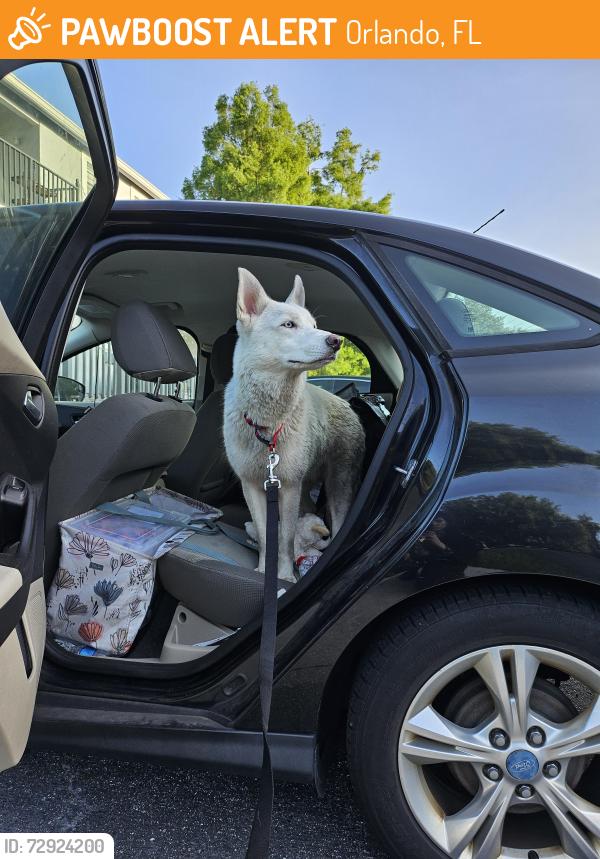 Found/Stray Unknown Dog last seen Near apmts south Kirkman road, Orlando, FL 32819