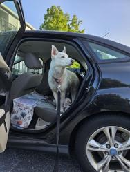 Found/Stray Unknown Dog last seen Near apmts south Kirkman road, Orlando, FL 32819
