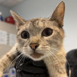 Shelter Stray Female Cat last seen Near 41 Street, San Diego, CA, 92105, San Diego, CA 92110
