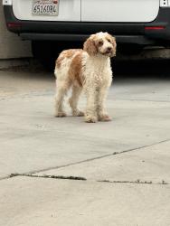Found/Stray Unknown Dog last seen collier and utah , San Diego, CA 92116