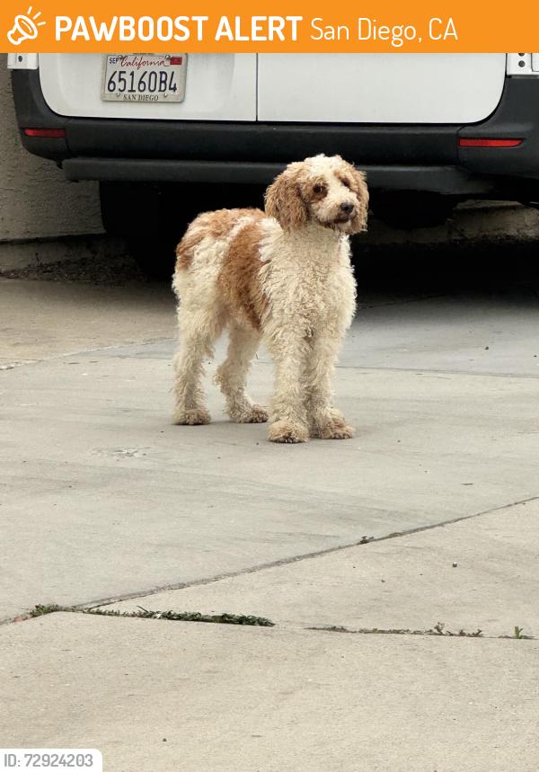 Found/Stray Unknown Dog last seen collier and utah , San Diego, CA 92116